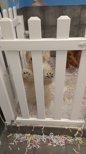 Pet Store «The Puppy Store», reviews and photos, 1163 Merrick Ave, Merrick, NY 11566, USA