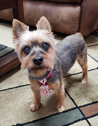 Precious Paws Animal Hospital image