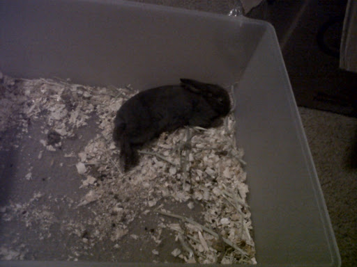 Pet Supply Store «Petco Animal Supplies», reviews and photos, 12551 Jefferson Ave #119, Newport News, VA 23602, USA