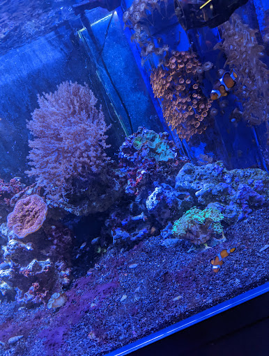 Pet Store «Coral Reef Pet Center», reviews and photos, 7723 W Lawrence Ave, Norridge, IL 60706, USA