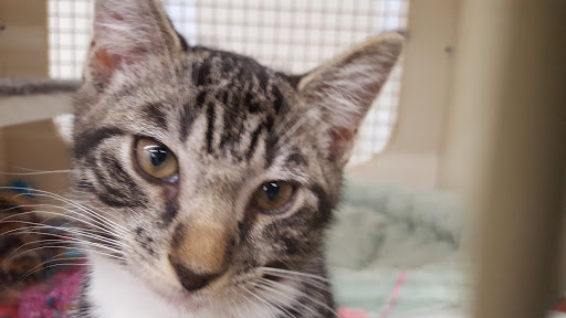 Pet Supply Store «Petco Animal Supplies», reviews and photos, 5975 20th St, Vero Beach, FL 32966, USA