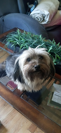 Pet Store «7 Seas Pet Care Center», reviews and photos, 13311 S Brandon Ave, Chicago, IL 60633, USA