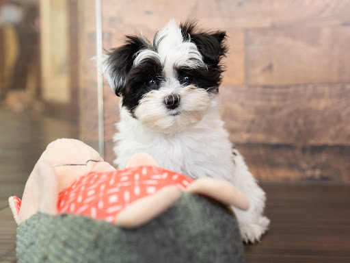 Pet Store «Petland», reviews and photos, 10289 Ulmerton Rd, Largo, FL 33771, USA