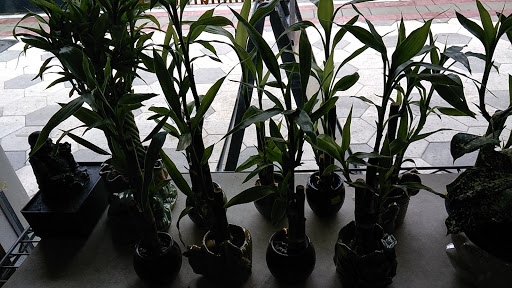 Japanese Grocery Store «Deland Asian Market», reviews and photos, 114 N Woodland Blvd, DeLand, FL 32720, USA