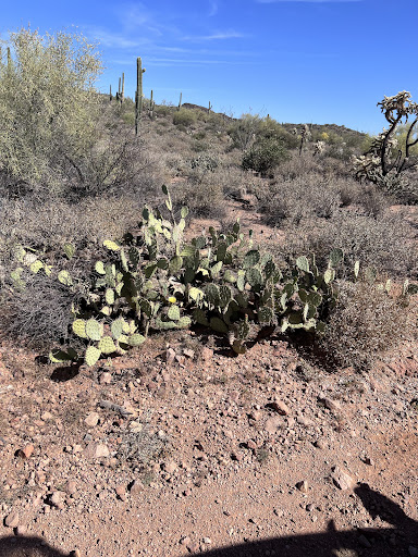 Tourist Attraction «Apache Trail Tours», reviews and photos, 4650 N Mammoth Mine Rd, Apache Junction, AZ 85119, USA