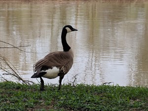 Side Cut Metropark - photo 22