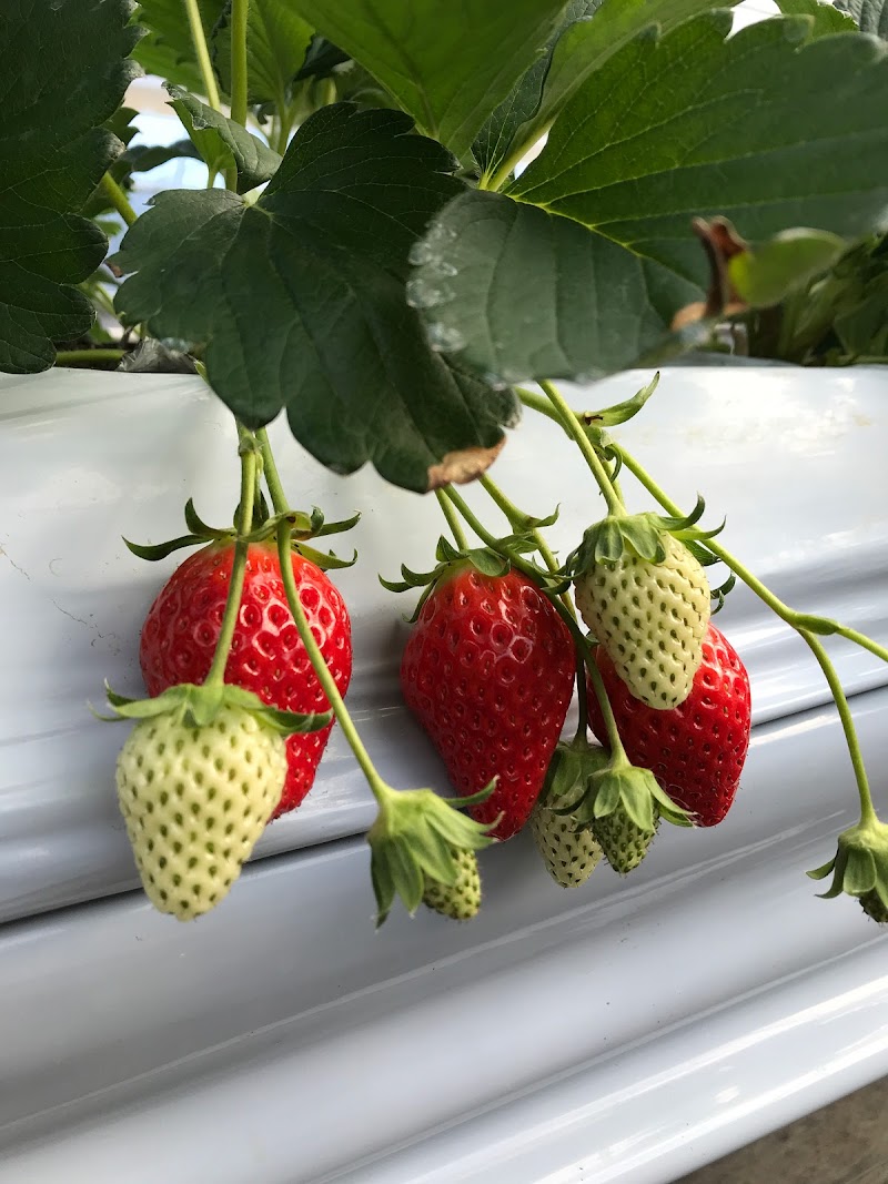 いちご縁中川 大阪府能勢町長谷 果樹園 食料品店 グルコミ