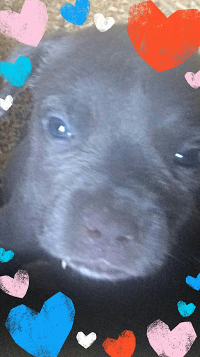 Pet Supply Store «Petco Animal Supplies», reviews and photos, 8909 Branch Ave d, Clinton, MD 20735, USA