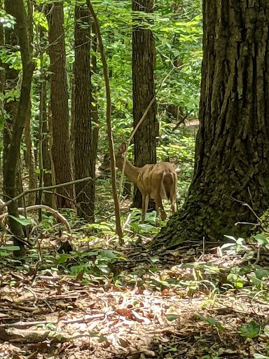 Park «Bays Mountain Park & Planetarium», reviews and photos, 853 Bays Mountain Rd, Kingsport, TN 37660, USA