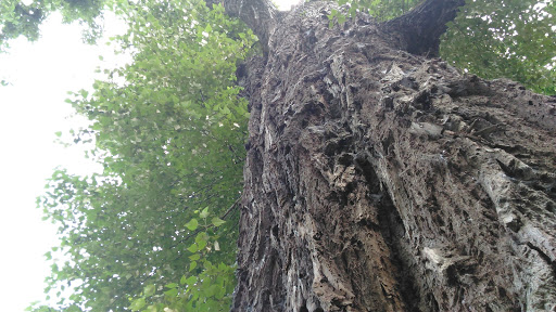 Park «Madrona Park», reviews and photos, 853 Lake Washington Blvd, Seattle, WA 98122, USA