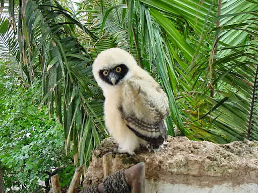 Aquarium «The Dallas World Aquarium», reviews and photos, 1801 N Griffin St, Dallas, TX 75202, USA