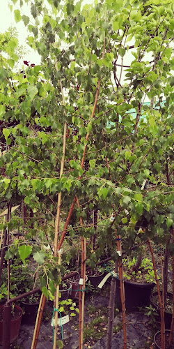 Nyír-Salix Kft. Kertészeti Áruda