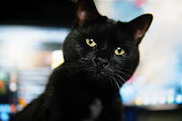 Rachel for Rover | RNR Pets - Photo 4 - Car repair in , Buffalo