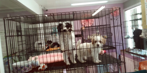 Pet Store «Dream Puppys», reviews and photos, 1461 Westgate Pkwy, Dothan, AL 36303, USA
