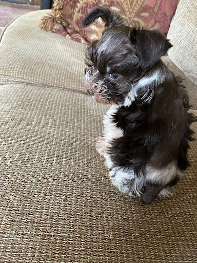 Covington Schnauzers