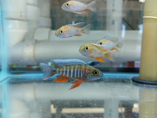 Pet Store «Animal Ark», reviews and photos, 175 S 500 E St, American Fork, UT 84003, USA