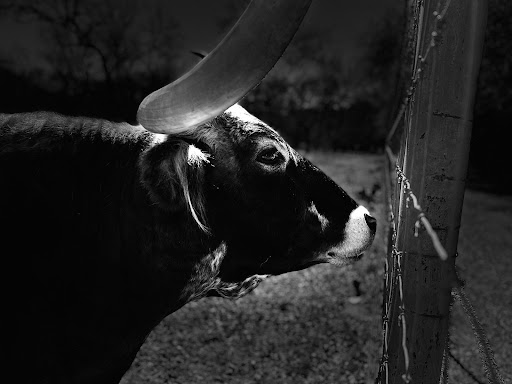 State Park «Lyndon B. Johnson State Park & Historic Site», reviews and photos, 199 Park Road 52, Stonewall, TX 78671, USA