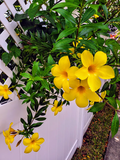 Golf Course «Celebration Golf Club», reviews and photos, 701 Golfpark Dr, Kissimmee, FL 34747, USA