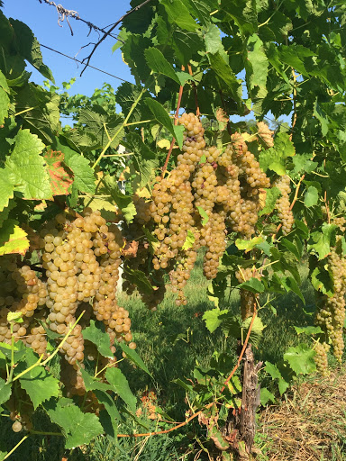 Winery «Halbrendt Vineyard & Winery», reviews and photos, 1150 Evergreen Way, Orrtanna, PA 17353, USA