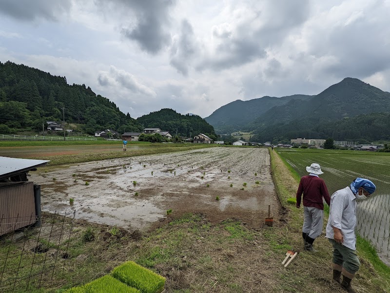 耶馬溪にっぽん酒を作る会 田んぼ