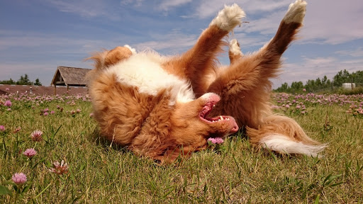 StoneHaven Kennels
