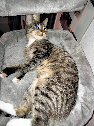 Dr. med. vet. Tim Janssen unter Norden, Niedersachsen