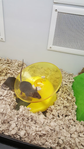 Pet Supply Store «Petco Animal Supplies», reviews and photos, 3150 Erie Blvd E #500, Syracuse, NY 13214, USA