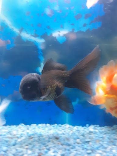 Tropical Fish Store «Tropical Fish World», reviews and photos, 11365 San Pablo Ave, El Cerrito, CA 94530, USA