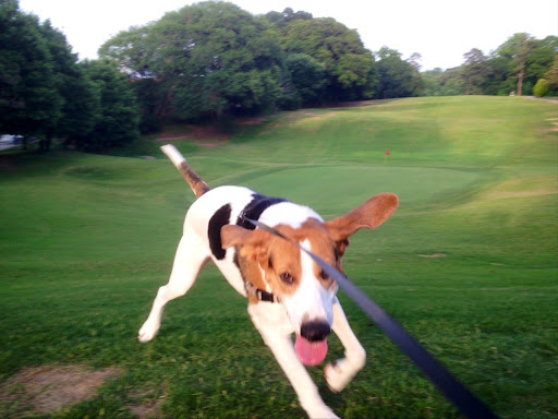 Performing Arts Theater «Chastain Park Amphitheatre», reviews and photos, 4469 Stella Dr NW, Atlanta, GA 30342, USA