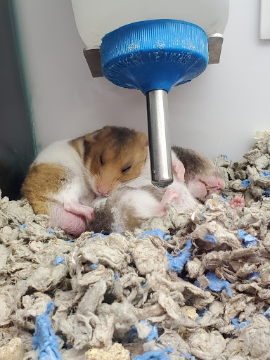 Pet Supply Store «Petco Animal Supplies», reviews and photos, 2910 Wilshire Blvd, Santa Monica, CA 90403, USA