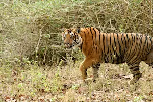 Nagarahole Tiger Reserve image