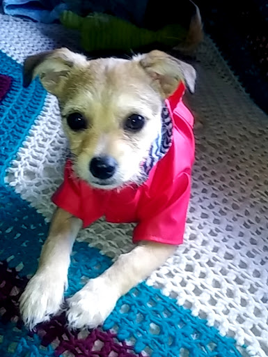 Pet Supply Store «Pet Supermarket», reviews and photos, 4220 Florida Ave S, Lakeland, FL 33813, USA