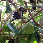 Photo n°33 de l'avis de Lorenzo.� fait le 06/06/2019 à 13:55 sur le  Parc Gallorose à Loc. Cedrino