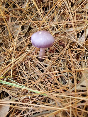 Mashpee River Woodlands - photo 52