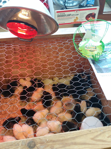 Pet Supply Store «The Natural Pet Center At Ireland Corners», reviews and photos, 609 NY-208, Gardiner, NY 12525, USA