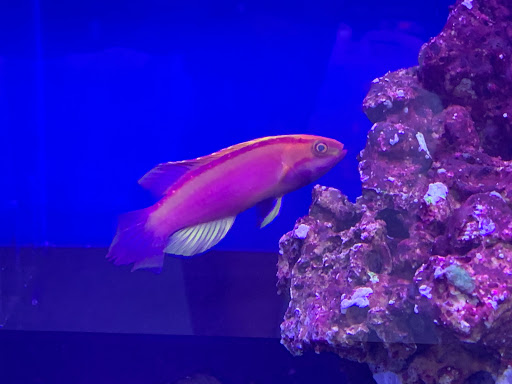 Tropical Fish Store «Tropical Pet Oasis», reviews and photos, 10218 Progress Ln, Parker, CO 80134, USA
