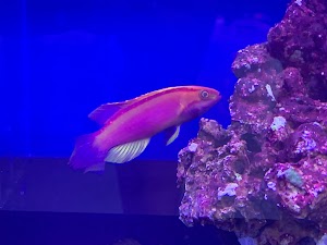 Tropical Pet Oasis - photo 30