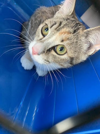 Pet Supply Store «PetSmart», reviews and photos, 4794 Jimmy Lee Smith Pkwy #108, Hiram, GA 30141, USA