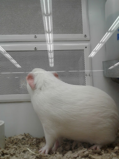 Pet Supply Store «Petco Animal Supplies», reviews and photos, 790 Waverly Rd, North Andover, MA 01845, USA