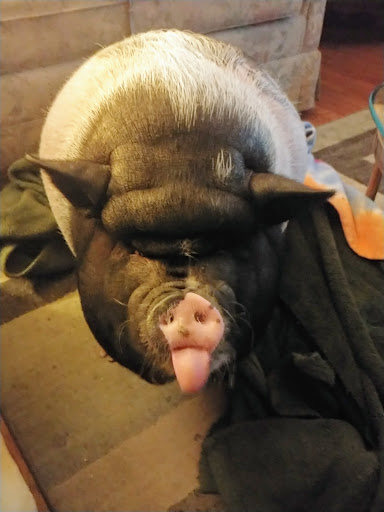 Pet Supply Store «Pet Supplies Plus», reviews and photos, 175 Memorial Ave, West Springfield, MA 01089, USA