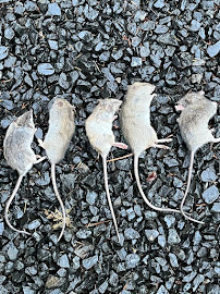 360 Pest Solutions LLC - Photo 3 - Car repair in , Olympia