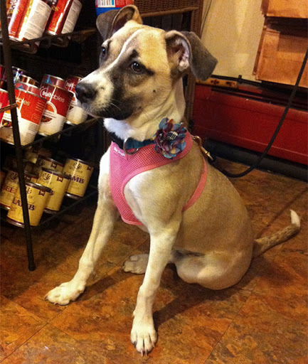 Pet Supply Store «Beowoof Provisions For Pets», reviews and photos, 106 5th St, Hoboken, NJ 07030, USA