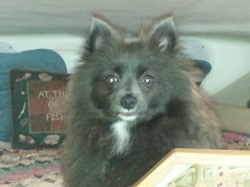 Pet Store «Pet City», reviews and photos, 14200 E Alameda Ave #2036, Aurora, CO 80012, USA