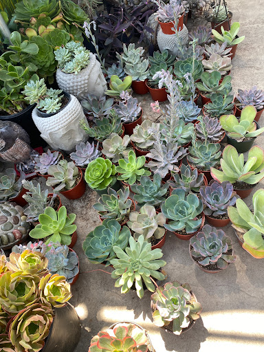 Florist «Plant Safari», reviews and photos, 653 N Central Ave, Upland, CA 91786, USA