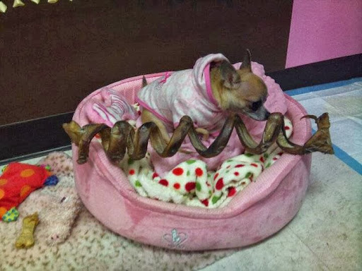 Pet Store «Sassy Paws Pet Boutique», reviews and photos, 1105 Parkside Ln, Woodstock, GA 30189, USA