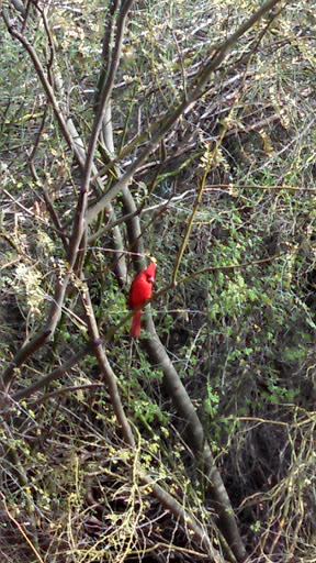 Park «Arizona Horse Lovers Park», reviews and photos, 19224 N Tatum Blvd, Phoenix, AZ 85050, USA