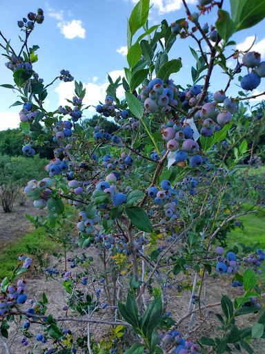 Produce Market «Mt Olympus Berry Farm», reviews and photos, 23298 Jefferson Davis Hwy, Ruther Glen, VA 22546, USA