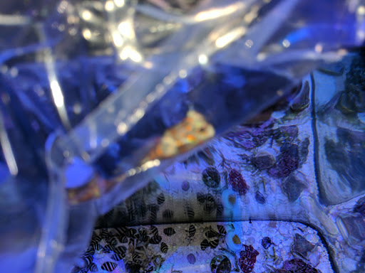 Tropical Fish Store «Reefwise», reviews and photos, 5401 Patton Dr #105, Lisle, IL 60532, USA