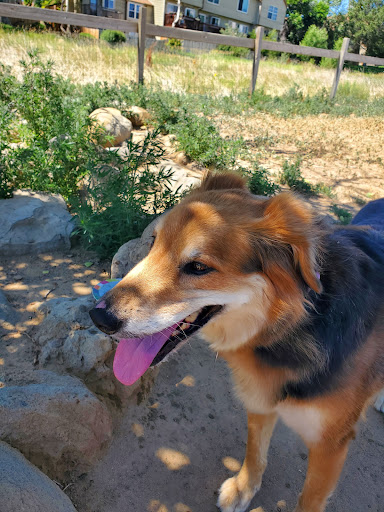 Dog Park «Grandview Dog Park», reviews and photos, 17500 E Quincy Ave, Aurora, CO 80015, USA