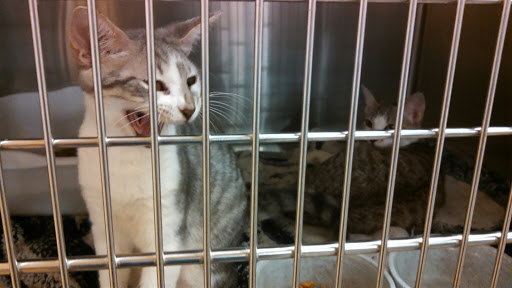 Pet Supply Store «PetSmart», reviews and photos, 1421 Carl D Silver Parkway, Fredericksburg, VA 22401, USA